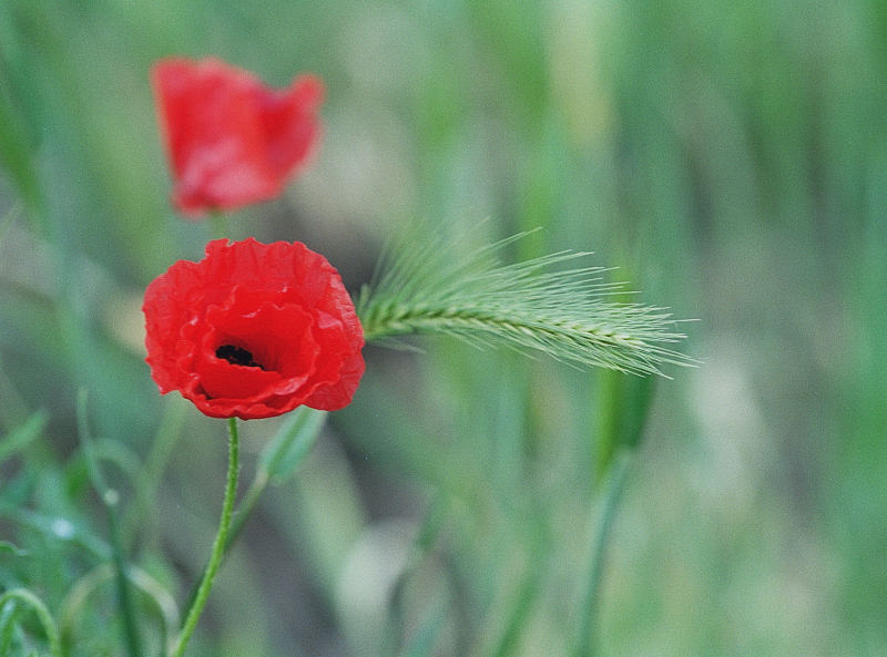 Klatschmohn im Weinberg