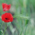 Klatschmohn im Weinberg