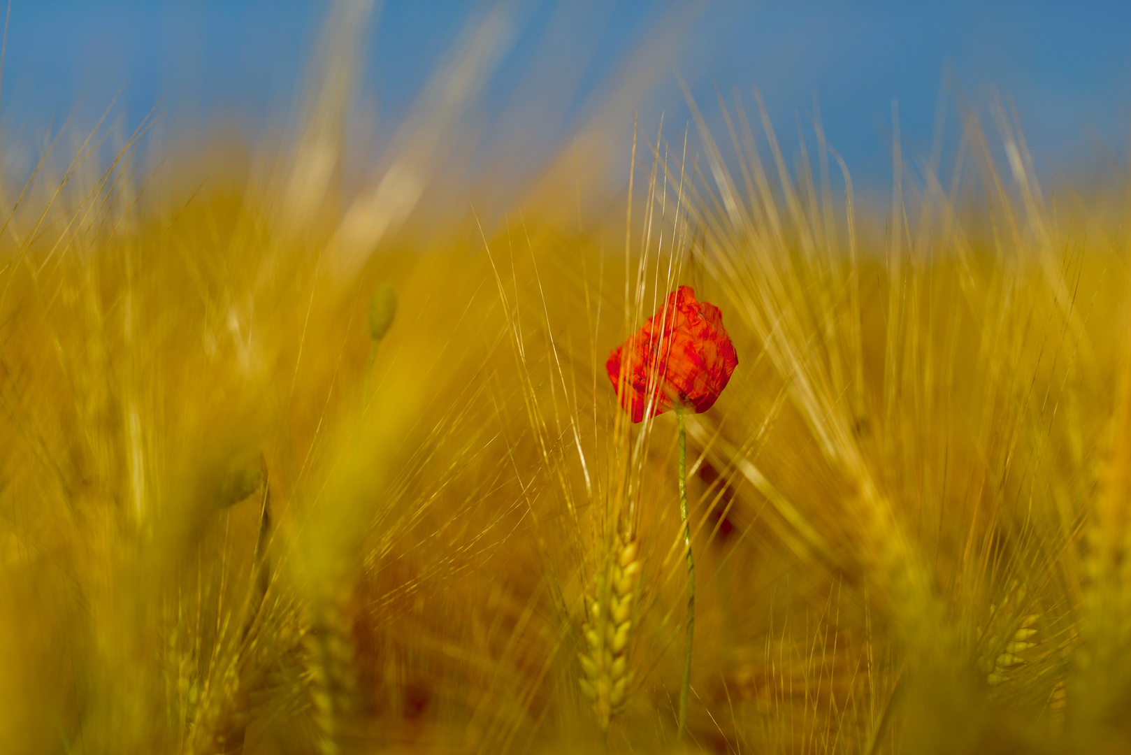 Klatschmohn im Weizenfeld