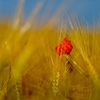 Klatschmohn im Weizenfeld