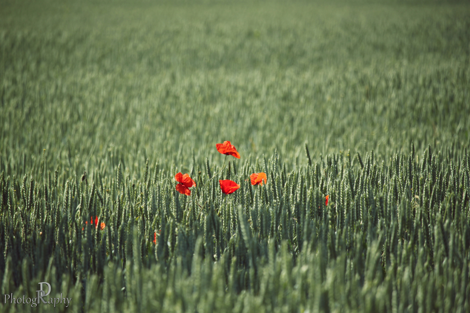 Klatschmohn im Weizenfeld