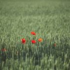 Klatschmohn im Weizenfeld