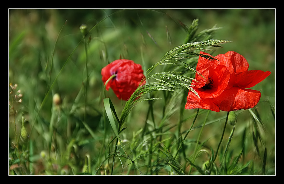 ~ Klatschmohn im Wind ~