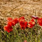 Klatschmohn im Wind