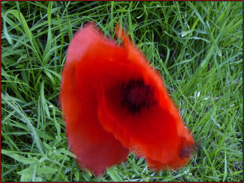 Klatschmohn im Wind ;-)