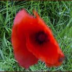 Klatschmohn im Wind ;-)