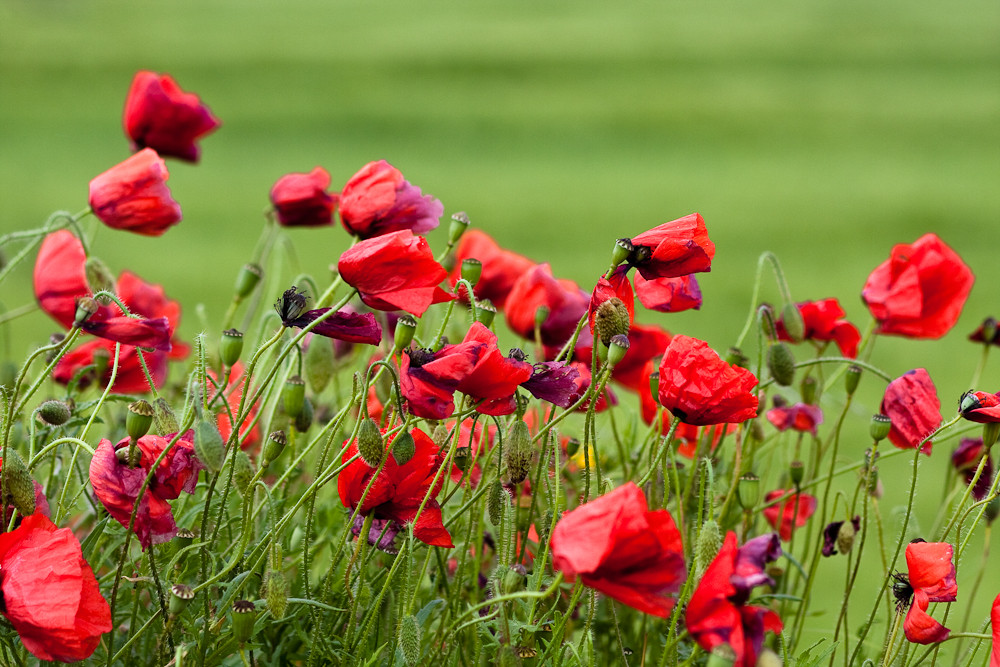 Klatschmohn im Wind