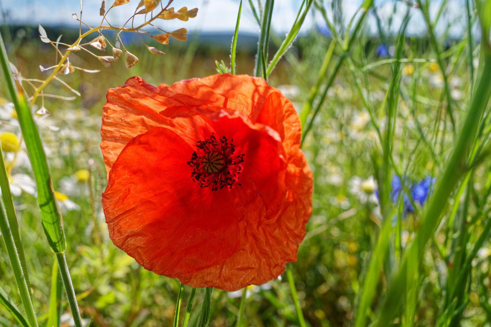 Klatschmohn im Wind