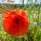 Klatschmohn im Wind