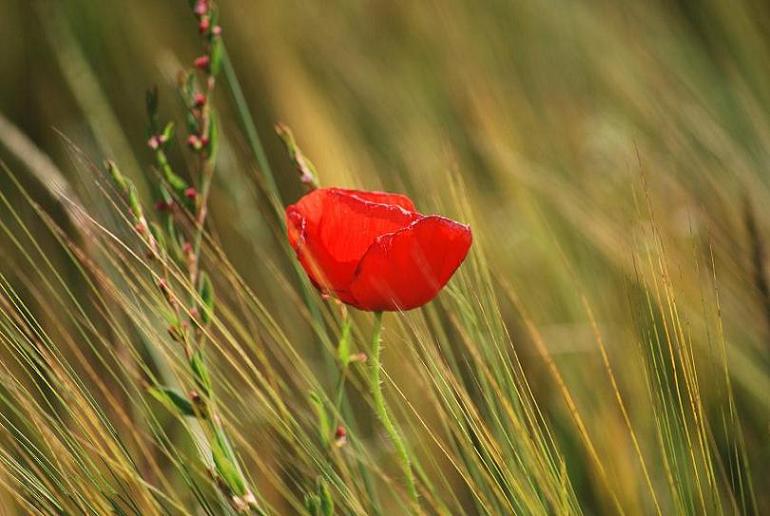 Klatschmohn im Wind