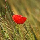 Klatschmohn im Wind