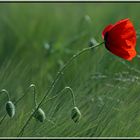 Klatschmohn im Wind