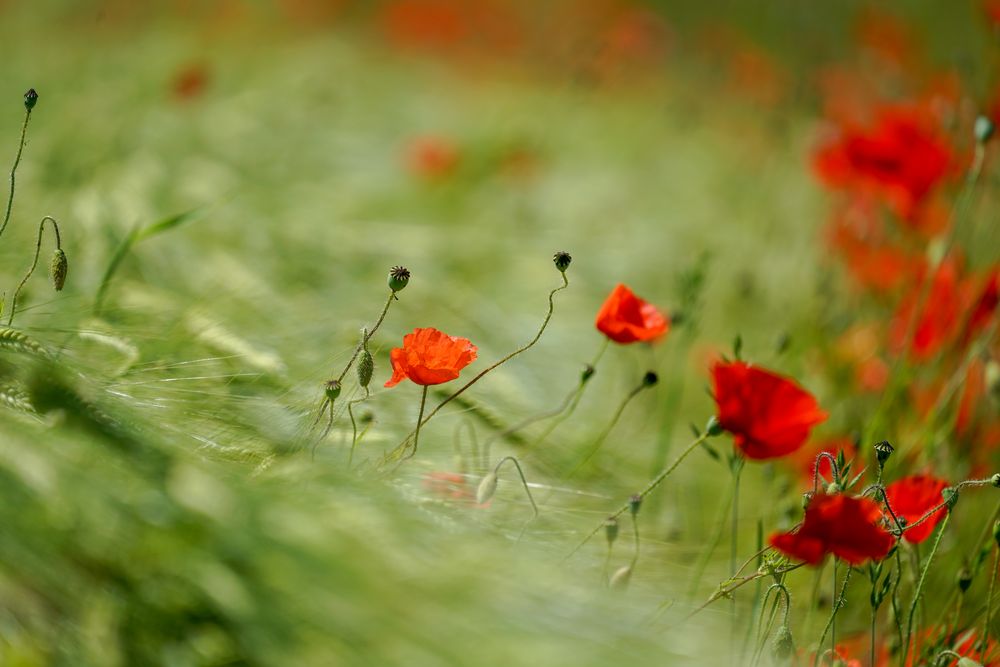 Klatschmohn im Wind 