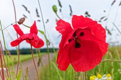 Klatschmohn im Wind