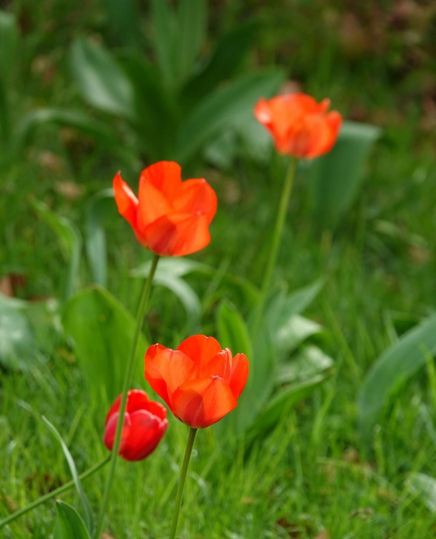 Klatschmohn (?) im Zoo Wuppertal