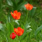 Klatschmohn (?) im Zoo Wuppertal