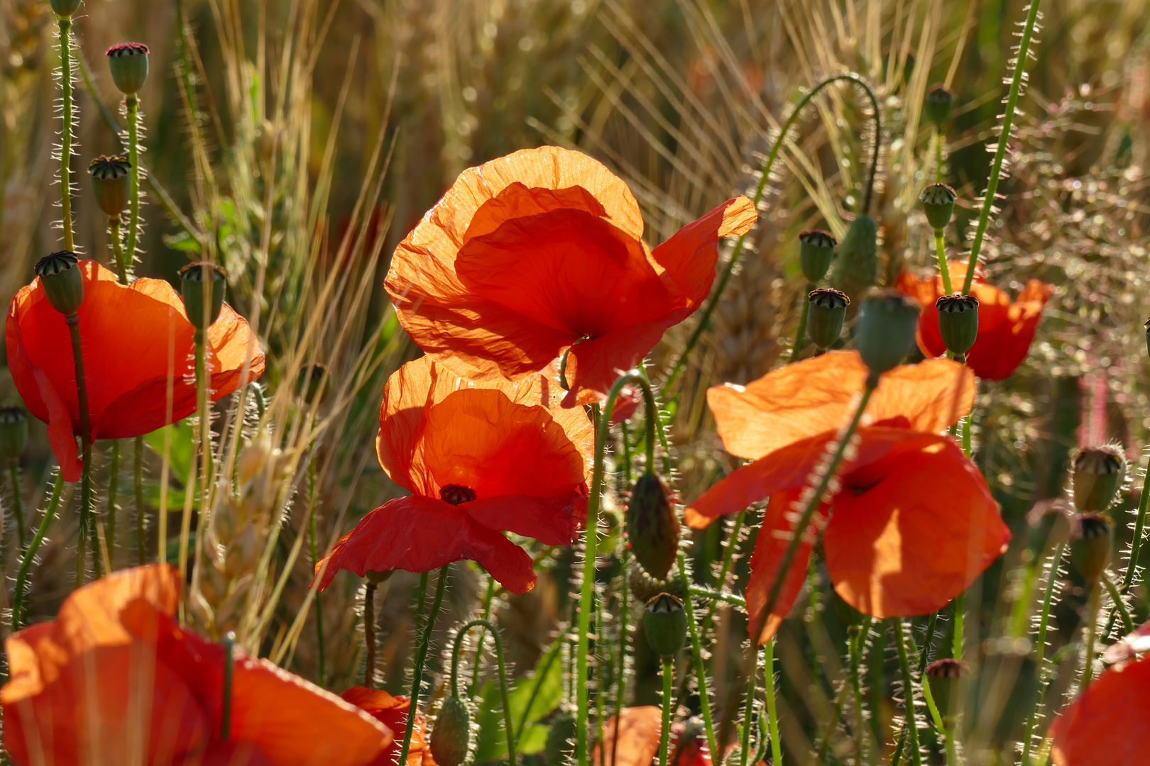 Klatschmohn - immer wieder schön!