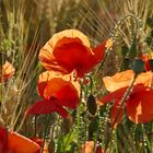 Klatschmohn - immer wieder schön!