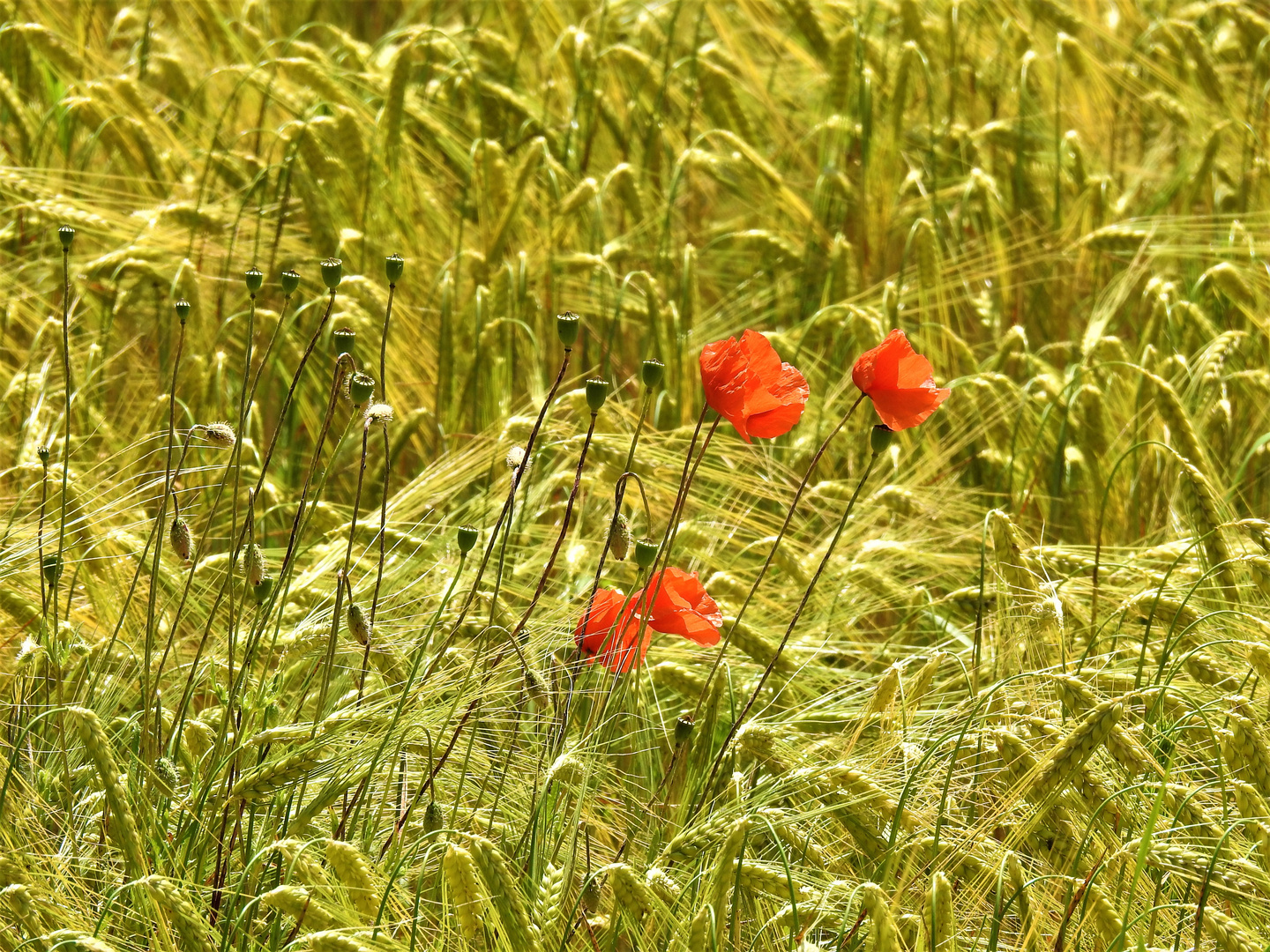 Klatschmohn in Bad Birnbach