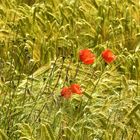 Klatschmohn in Bad Birnbach