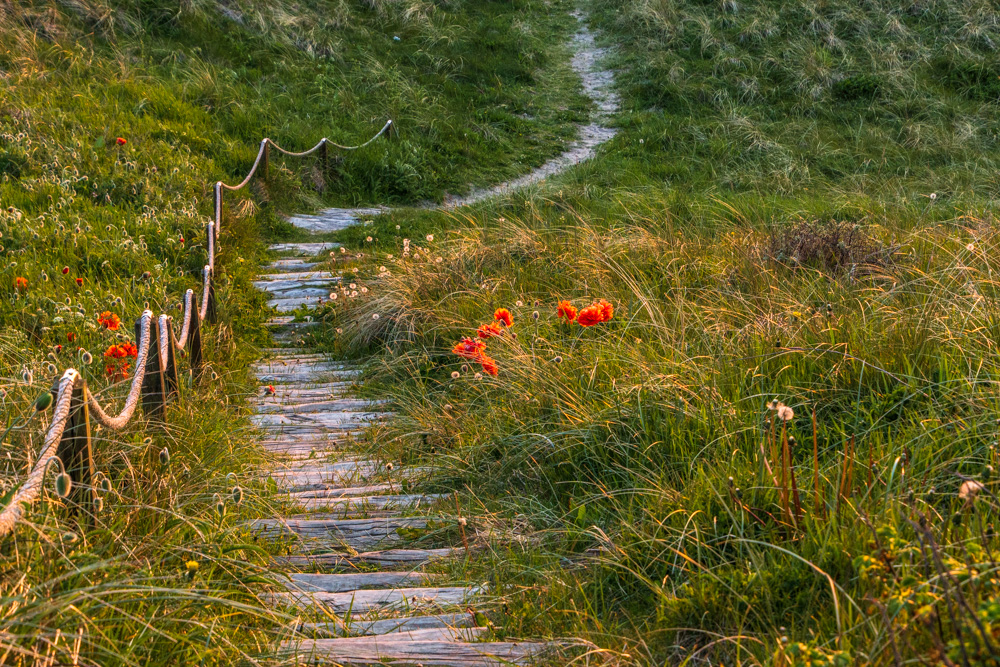 Klatschmohn in den Dünen