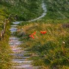 Klatschmohn in den Dünen