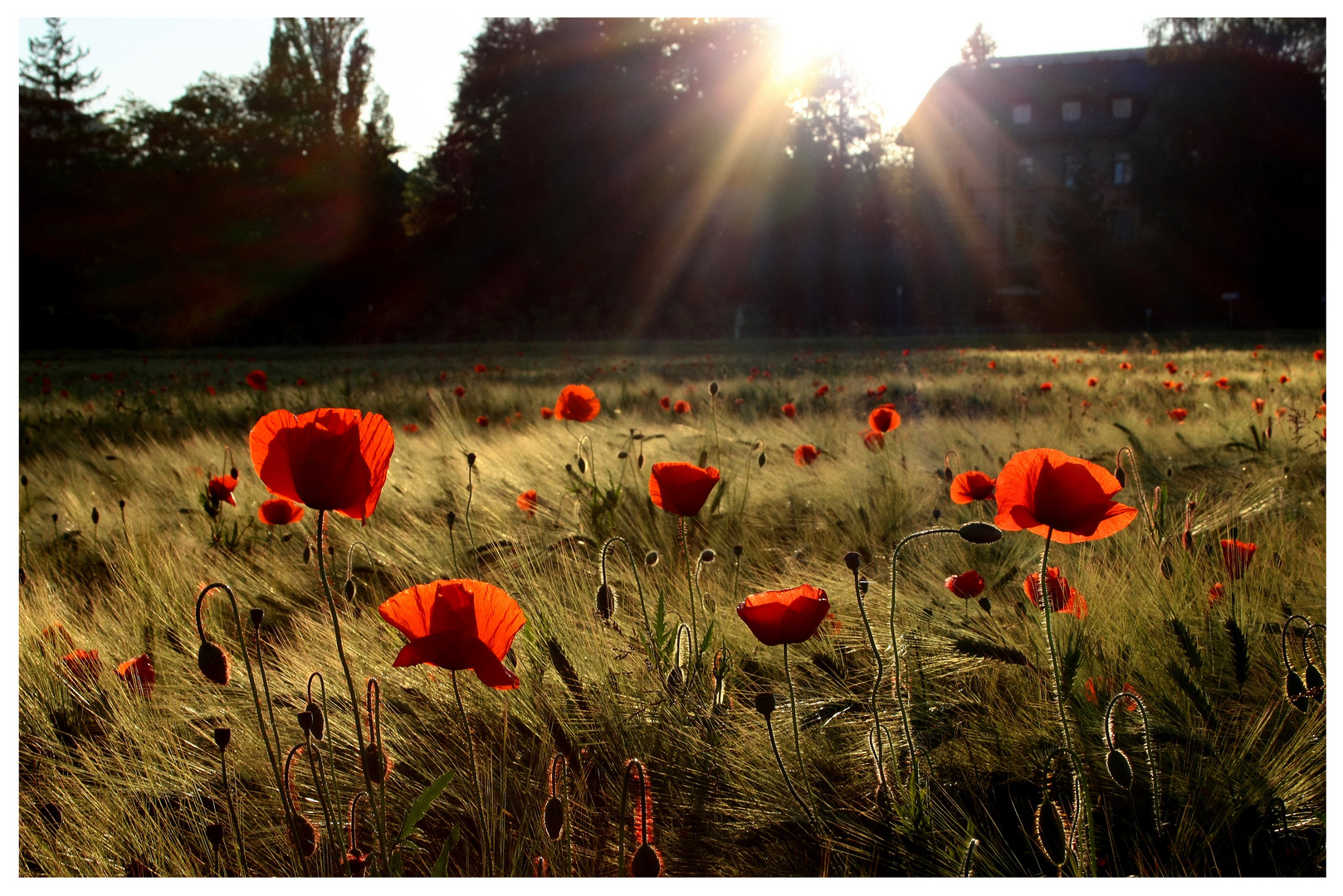 Klatschmohn in der Abendsonne