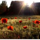 Klatschmohn in der Abendsonne