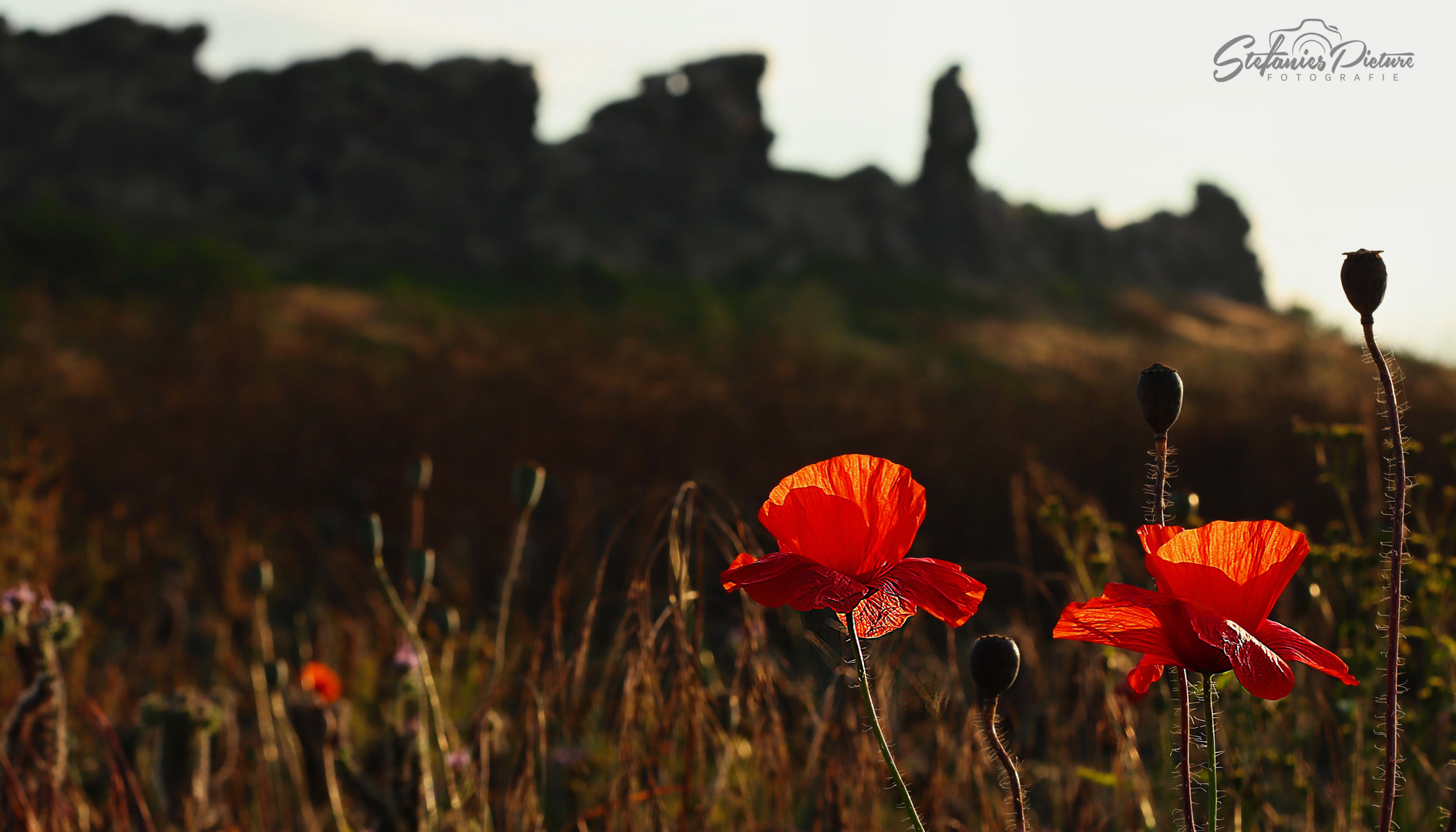 Klatschmohn in der Abendsonne 