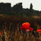 Klatschmohn in der Abendsonne 