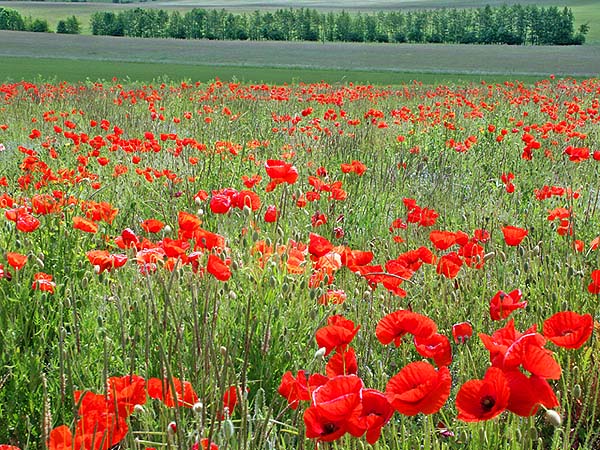 Klatschmohn in der Eifel