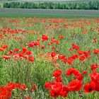 Klatschmohn in der Eifel