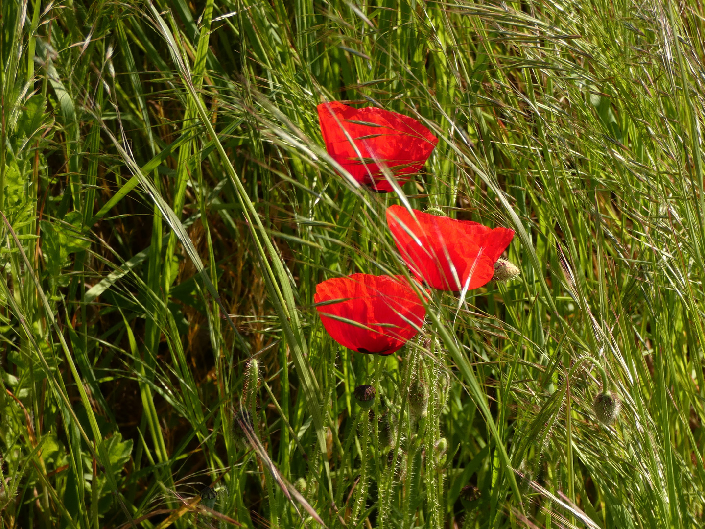 Klatschmohn in der Hammer Lippeaue.