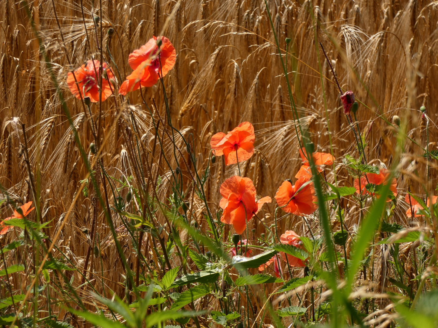 Klatschmohn in der Lippeaue