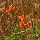 Klatschmohn in der Lippeaue