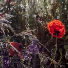 Klatschmohn in der Morgensonne