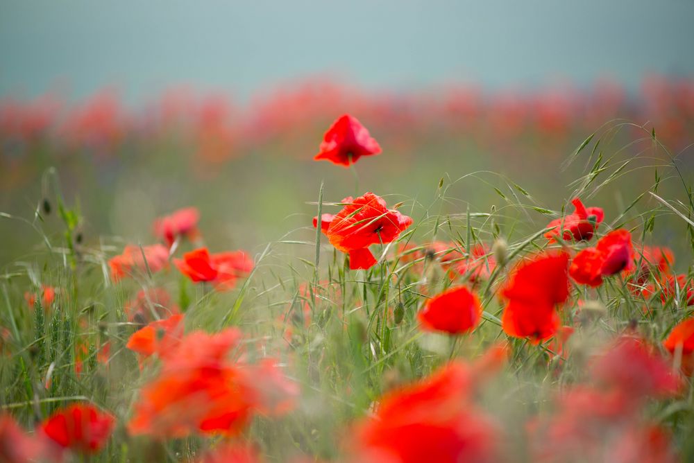 Klatschmohn in der Perspektive