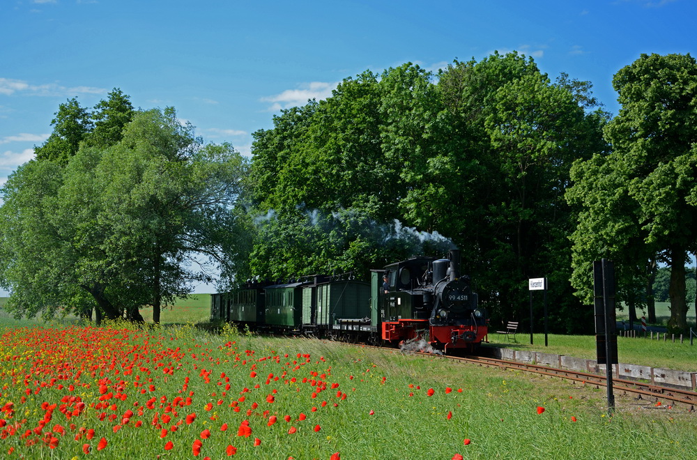 Klatschmohn in Klenzenhof