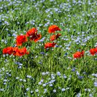 Klatschmohn in Leinfeld