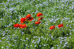 Klatschmohn in Leinfeld