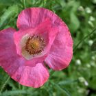 Klatschmohn in Pink