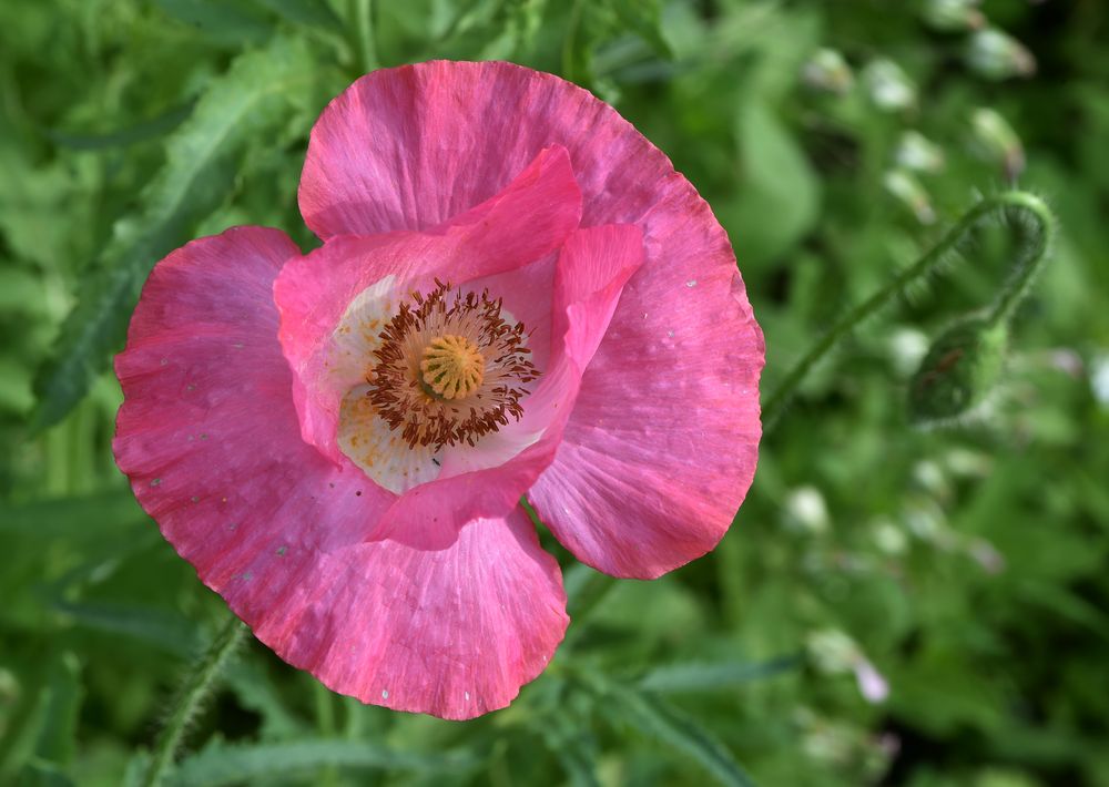 Klatschmohn in Pink