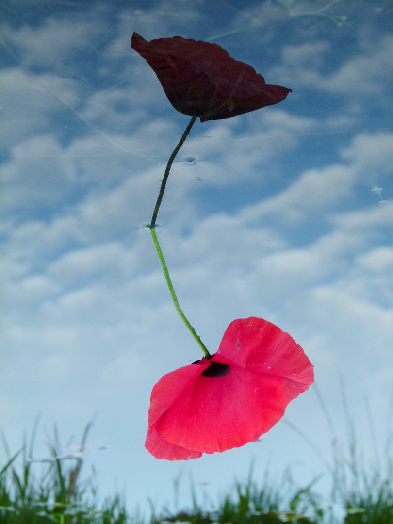 ..Klatschmohn in "Schwarz."......