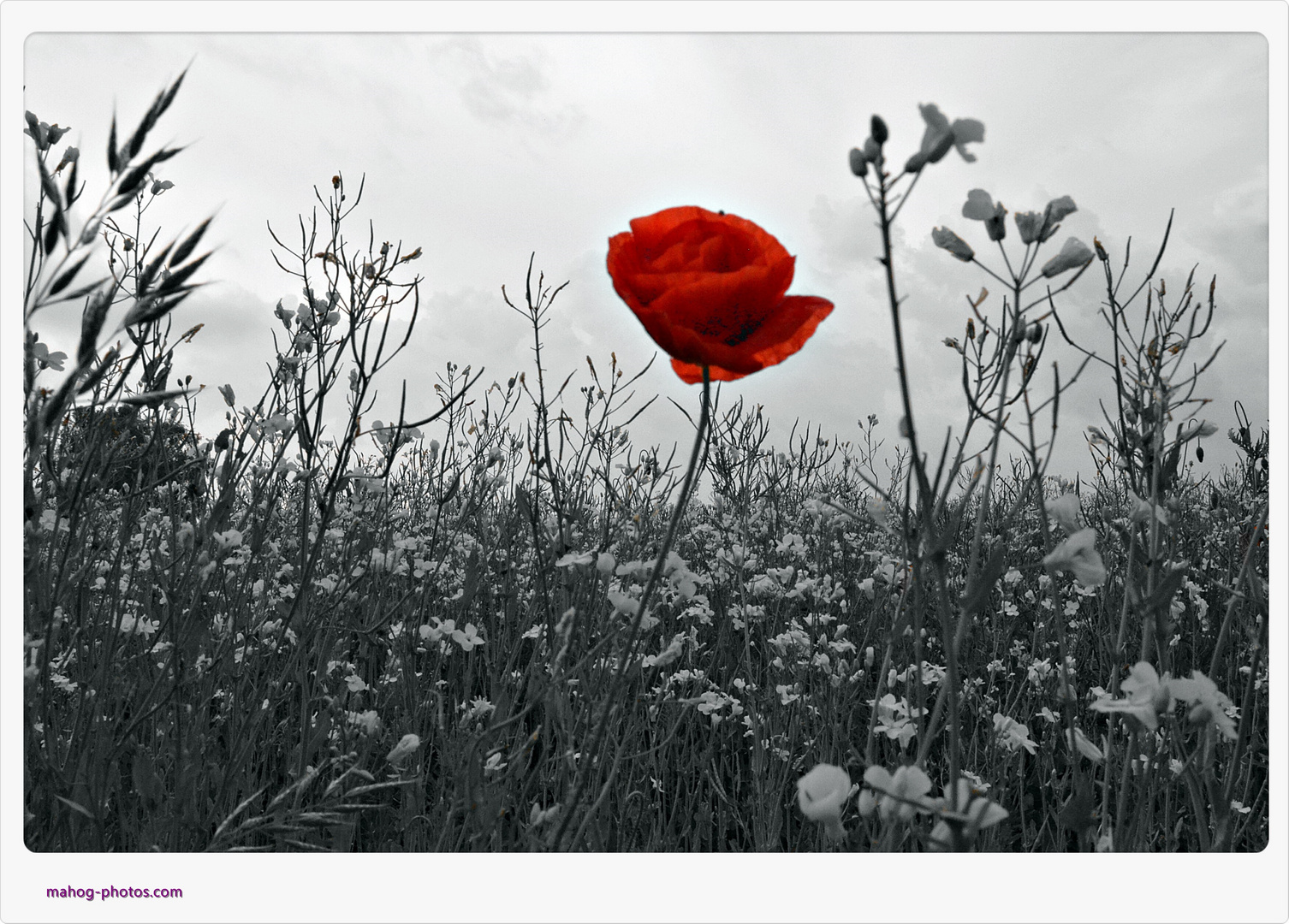 Klatschmohn in Sicht-der Sommer naht...