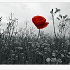 Klatschmohn in Sicht-der Sommer naht...