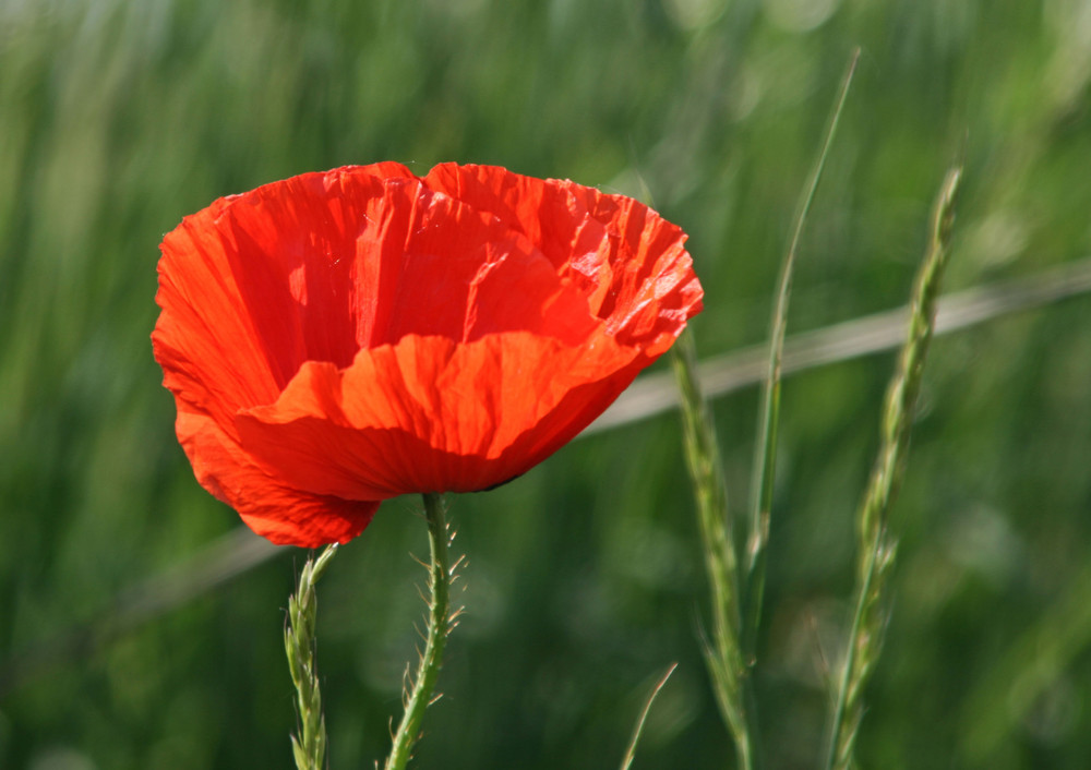 Klatschmohn in Szene