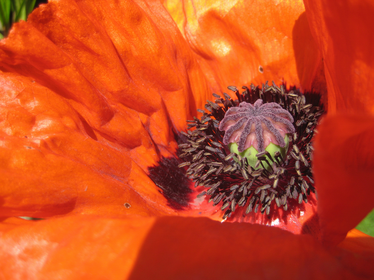 Klatschmohn in voller Blüte