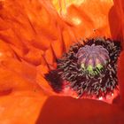 Klatschmohn in voller Blüte