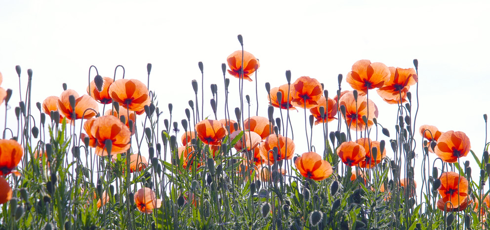 Klatschmohn in weichem Licht.