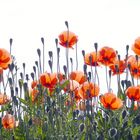 Klatschmohn in weichem Licht.